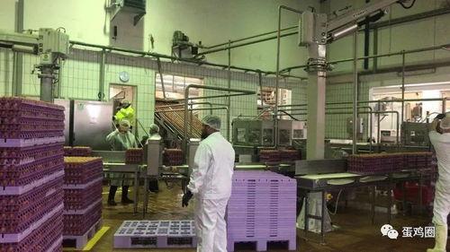 鱼丸加工厂爆料视频播放,视频曝光生产过程细节